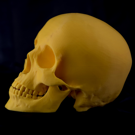 Crâne humain - 3D - Objets pédagogiques